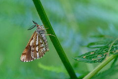 Bordered White Moth (Underwing)