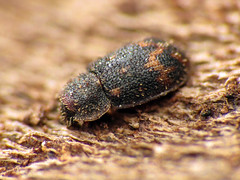 Tiny Ironclad Beetle