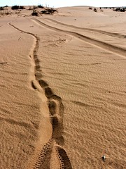 Tracks of my struggle through soft sand