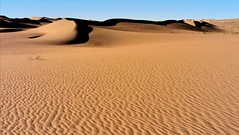 Stunning sand dunes in the Namib Desert