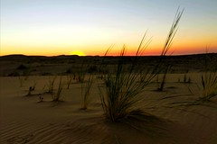 Spiny Namib Desert grass (similar to spinifex)