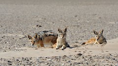 Wild jackals are opportunists and not afraid of humans