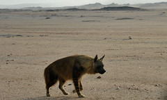 Brown hyaena, two year old male
