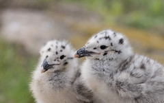 Gull chicks (Staple Island)