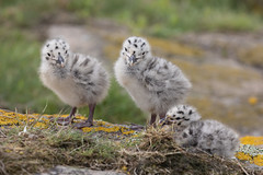 Gull chicks (Staple Island)