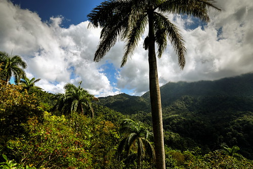 Cuban Jungle
