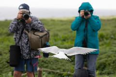 Arctic tern and photographers (Inner Farne)