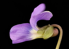 Anglų lietuvių žodynas. Žodis genus viola reiškia genties altas lietuviškai.