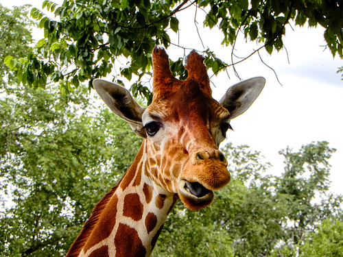 Reticulated Giraffe Lee Richardson Zoo Garden City Ks A