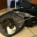Niki in valigia   ... in vacanza anche io!