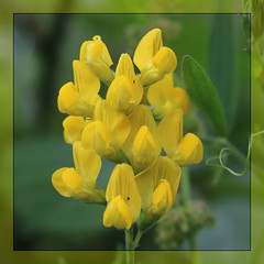 Anglų lietuvių žodynas. Žodis yellow trefoil reiškia geltona trefoil lietuviškai.