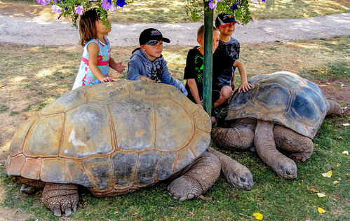 Kids Giant Tortoises In The Reptile Gardens Rapid City South