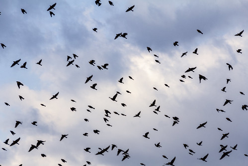 Aves en el Lago de Zumpango. / Birds over Zumpango Lake