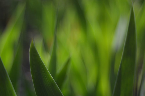 Iris Leaves