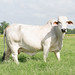 Klotz Farms, Frydek, Texas 1906221708