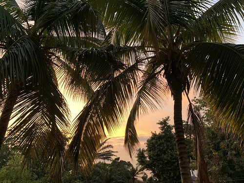 palms and sunset