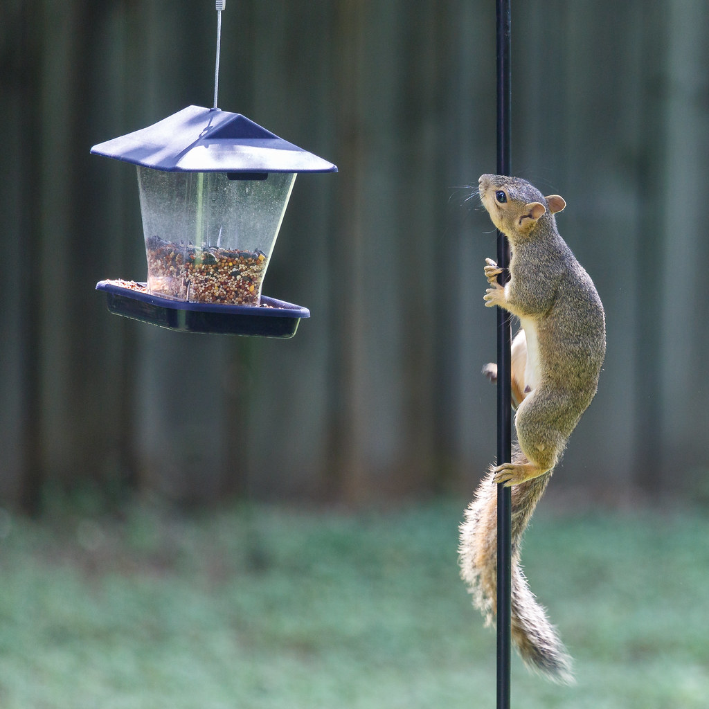 The World S Best Photos Of Squirrel And Tx Flickr Hive Mind