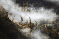 Steaming forest
