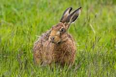 Hare We Go 25th May 2019 205