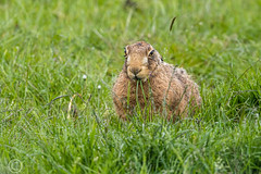 Hare We Go 25th May 2019 055