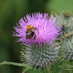 Anglų lietuvių žodynas. Žodis busy bee reiškia užimtas bičių lietuviškai.