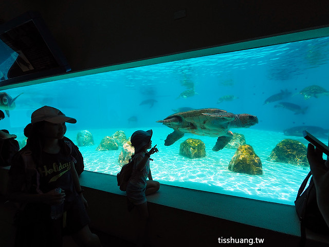 沖繩水族館,沖繩美麗海水族館,沖繩美麗海水族館門票 @TISS玩味食尚