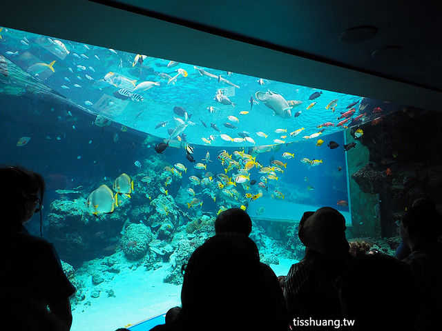 沖繩水族館,沖繩美麗海水族館,沖繩美麗海水族館門票 @TISS玩味食尚