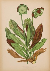 Anglų lietuvių žodynas. Žodis common pitcher plant reiškia bendras augalų ąsotis lietuviškai.