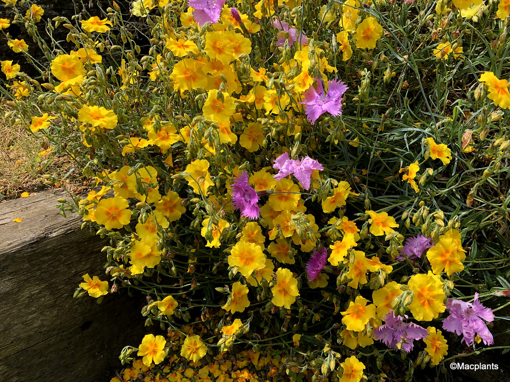 Helianthemum 'Ben Fhada'