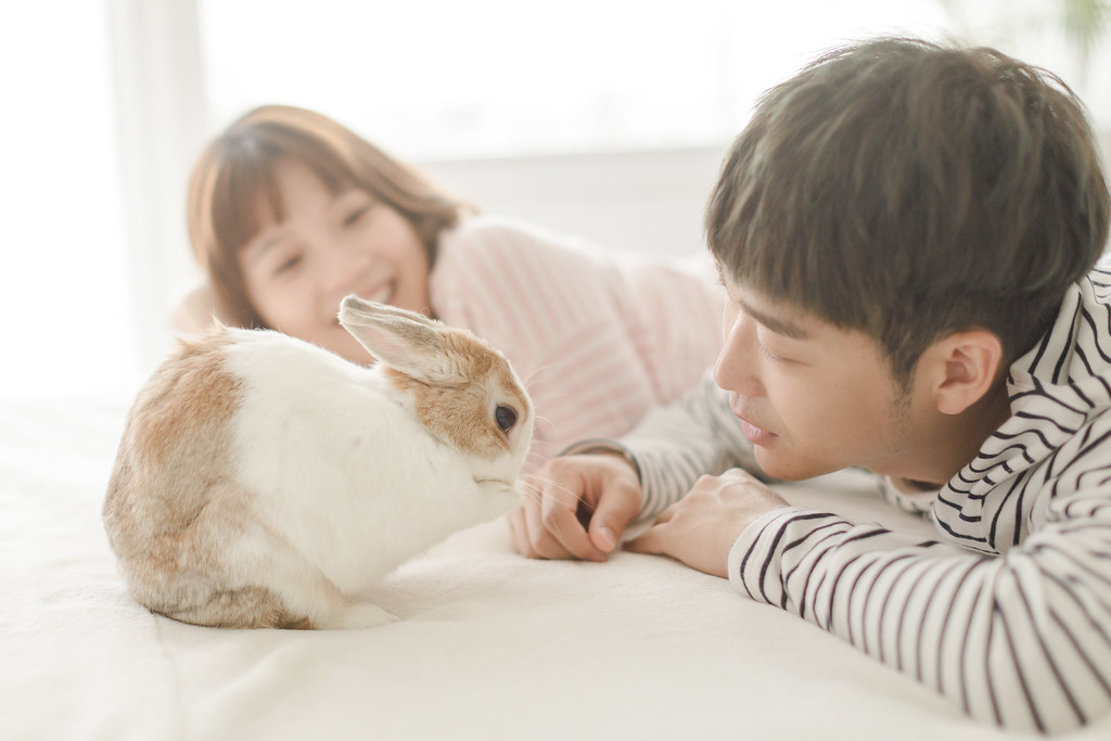 台南寵物寫真｜萌感爆發的兔子系列寫真