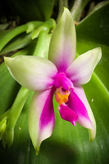 [Sabah Borneo, Malaysia] Phalaenopsis bellina (Rchb.f.) Christenson, Brittonia 47: 58 (1995)