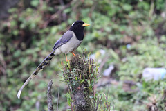 Yellow-billed Blue-Magpie, Mishmi Hills, Arunachal Pradesh, India, April 2013