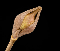 Anglų lietuvių žodynas. Žodis viburnum prunifolium reiškia slyvalapis lietuviškai.