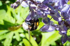 A bee enjoying some Sierra Lupine
