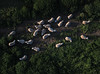 Westfriese Zeedijk-schapen