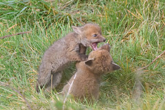 Fox Cubs playtime