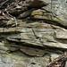 Sandstone (host rocks for the Gates-Adah Kimberlite Dike; north of Gates, Fayette County, Pennsylvania, USA) 4