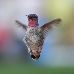 Explored - Cute Little Anna's Hummingbird Hovering in Flight