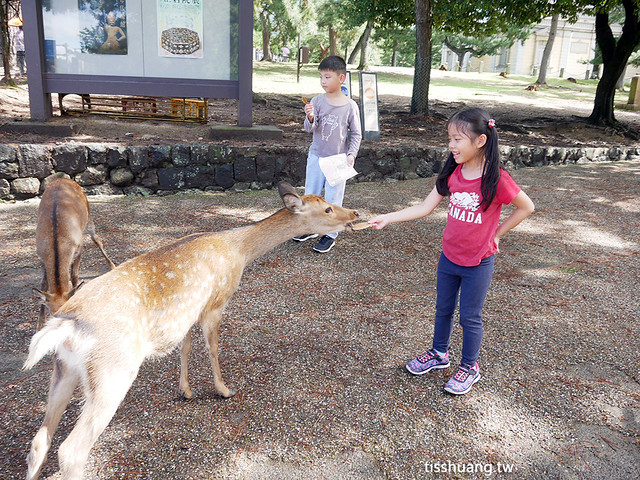 奈良東大寺,奈良公園,奈良餵鹿,奈良 @TISS玩味食尚