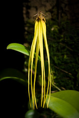 [Endau Rompin National Park, Johor, Malaysia] Bulbophyllum thiurum J.J.Verm. & P.O'Byrne, Gard. Bull. Singapore 57: 136 (2005)