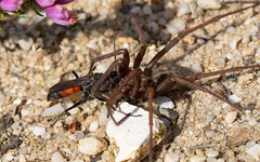 Spider-hunting wasp and Teg prey (RSPB Arne)