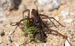 Spider-hunting wasp and Teg prey (RSPB Arne)