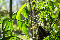 Vegetation - Costa Rica