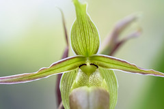 Flowers & Orchids - Costa Rica