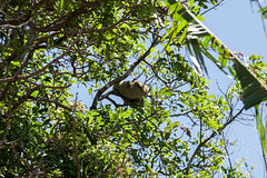 Vegetation - Monteverde, Costa Rica