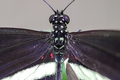 Butterfly - Monteverde, Costa Rica