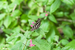 Butterfly - Monteverde, Costa Rica