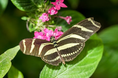Butterfly - Monteverde, Costa Rica