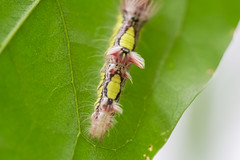 Butterfly Garden - Costa Rica