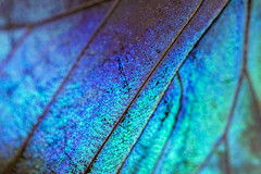 Morpho Butterfly - Costa Rica